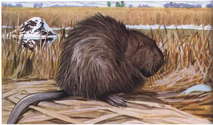 Le rat musqué construit une maison en forme de dôme avec des joncs